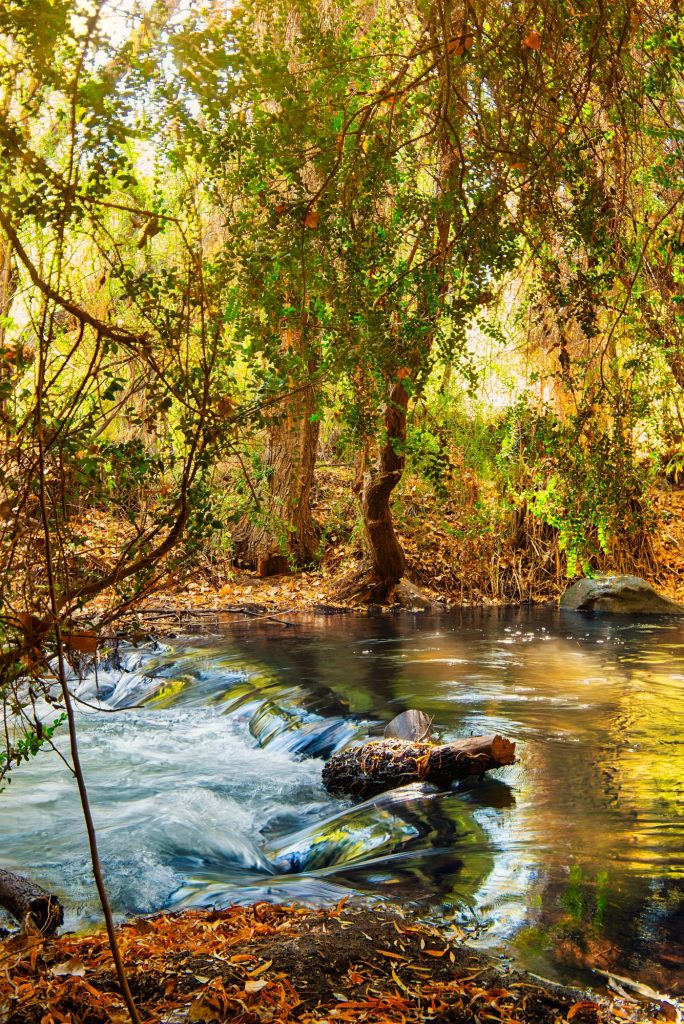Río de aguas claras entre árboles nativos en el camping