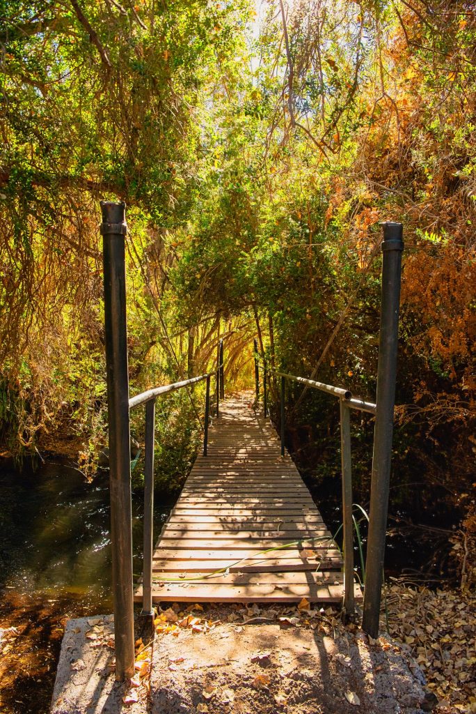 Pasarela de madera sobre el río entre los árboles