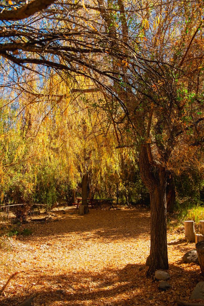 Mesa de picnic bajo los árboles en otoño