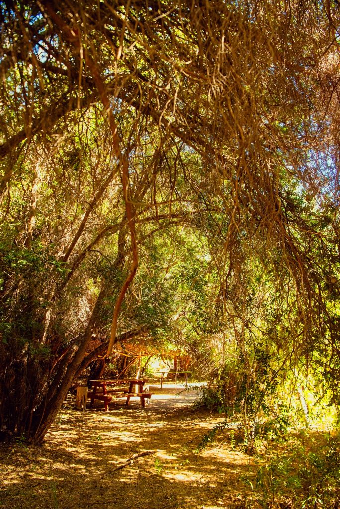 Mesas de picnic bajo los sauces