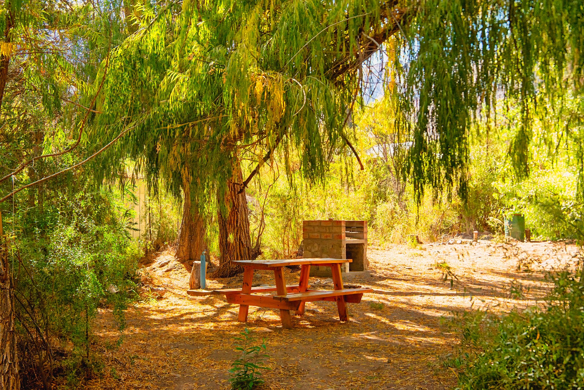 Mesa de picnic a la sombra de un sauce junto al río