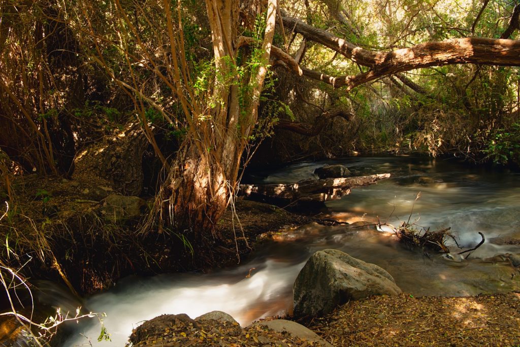 Río que atraviesa el camping bajo los árboles